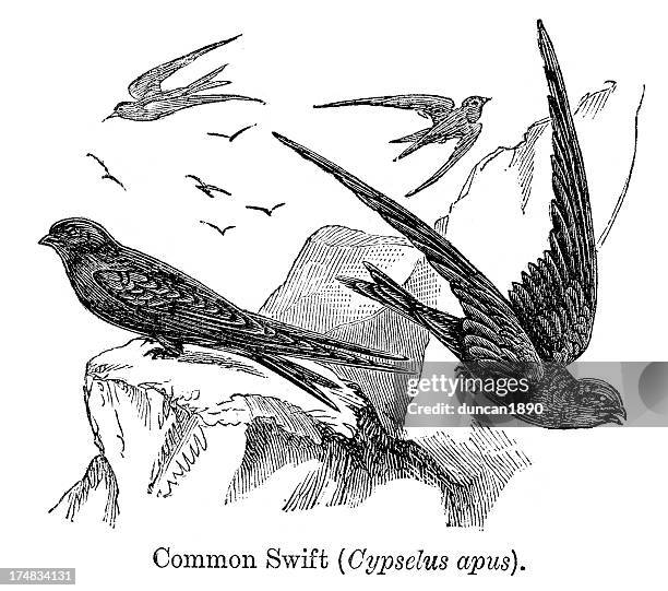 common swift - cypselus apus - common swift flying stock illustrations