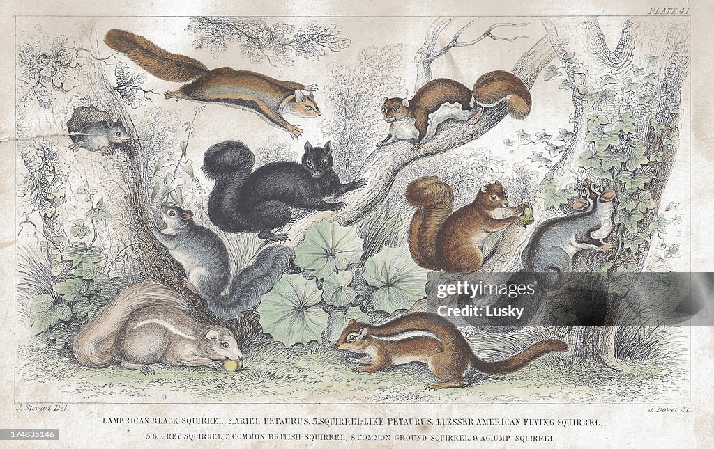 Squirrel