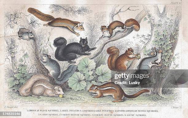 squirrel - flying squirrel stock illustrations