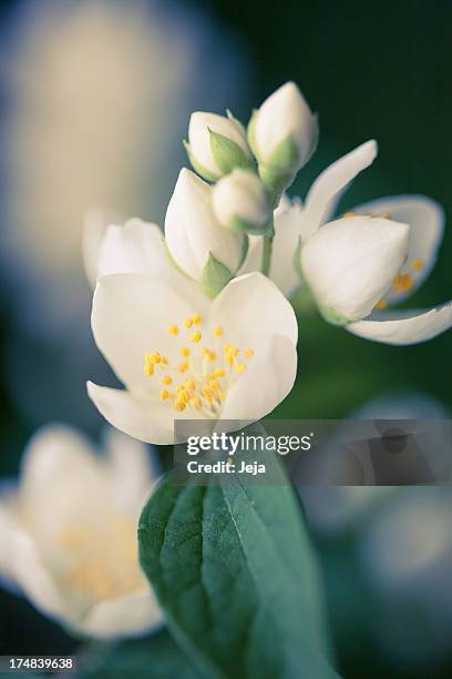 jasmine flower - jasmine stock pictures, royalty-free photos & images