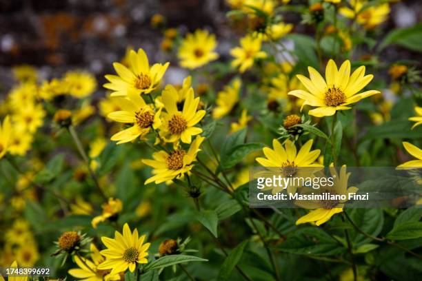 flower bed of a yellow thin-leaf sunflower - helianthus decapetalus - helianthus stock pictures, royalty-free photos & images