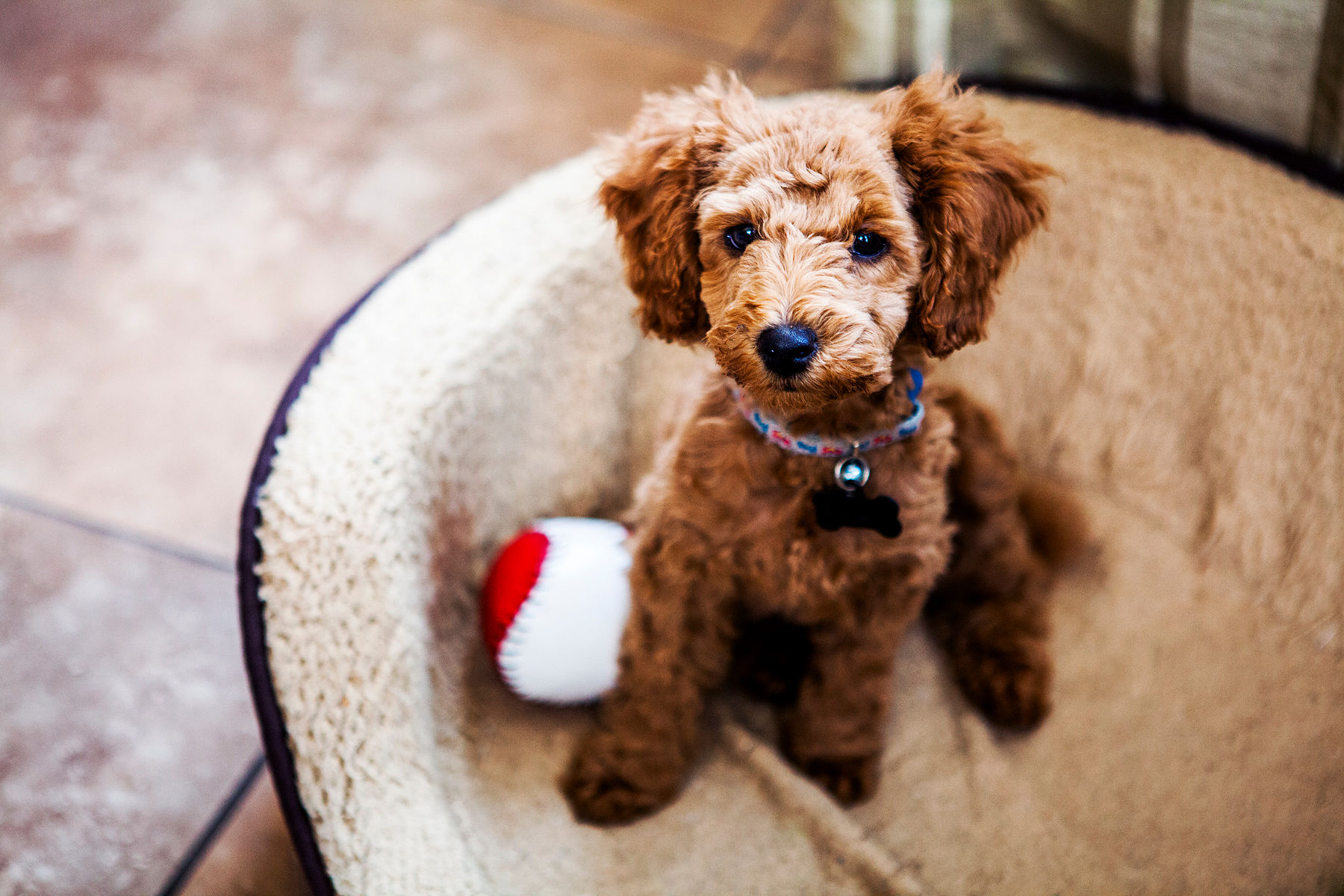 puppy toys