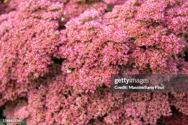 close-up of micro pink flowers of butterfly stonecrop - hylotelephium spectabile - floral stock pictures, royalty-free photos & images