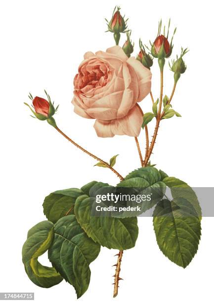 pink rose - botanical illustration vintage stock illustrations