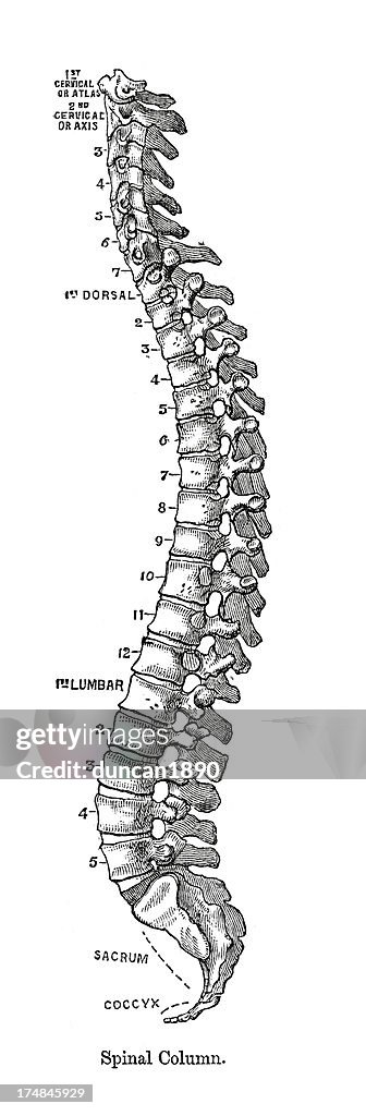 Spinal Columns Visual Spinal Column High-Res Vector Graphic - Getty Images