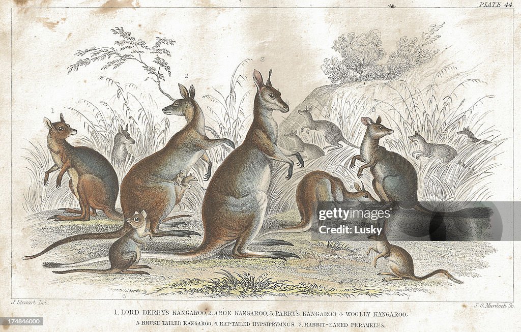 Kangaroo