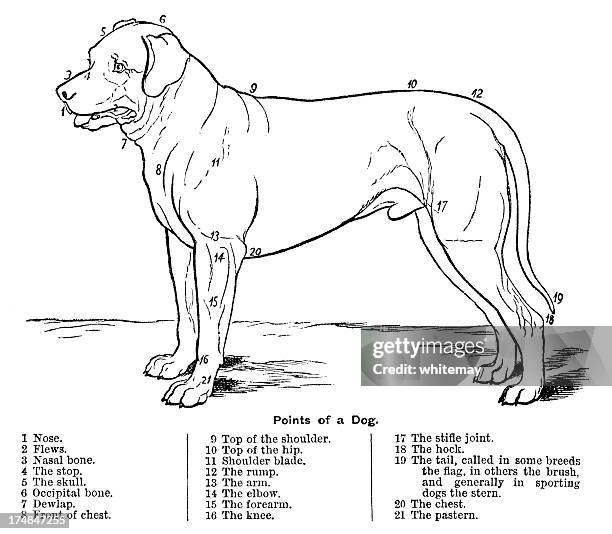 illustrazioni stock, clip art, cartoni animati e icone di tendenza di i punti di un cane - anatomia