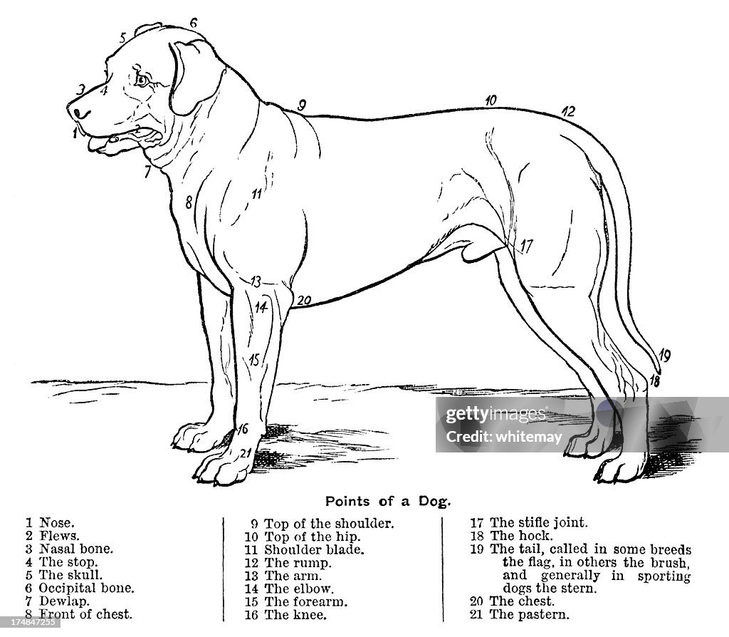Dog Point Studd The Points Of A Dog High-Res Vector Graphic - Getty Images