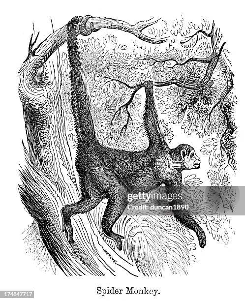 spider monkey - spider monkey stock illustrations