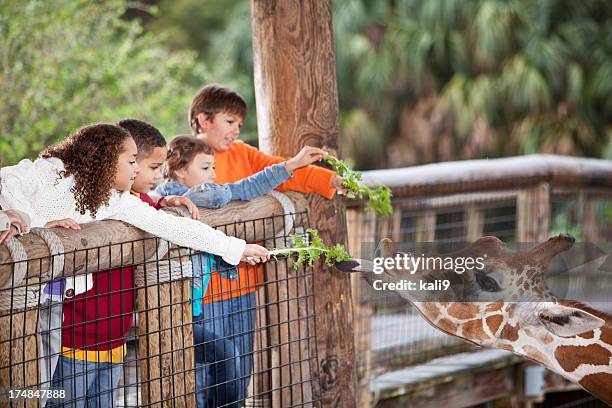 children at zoo feeding giraffe - zoo stockfoto's en -beelden