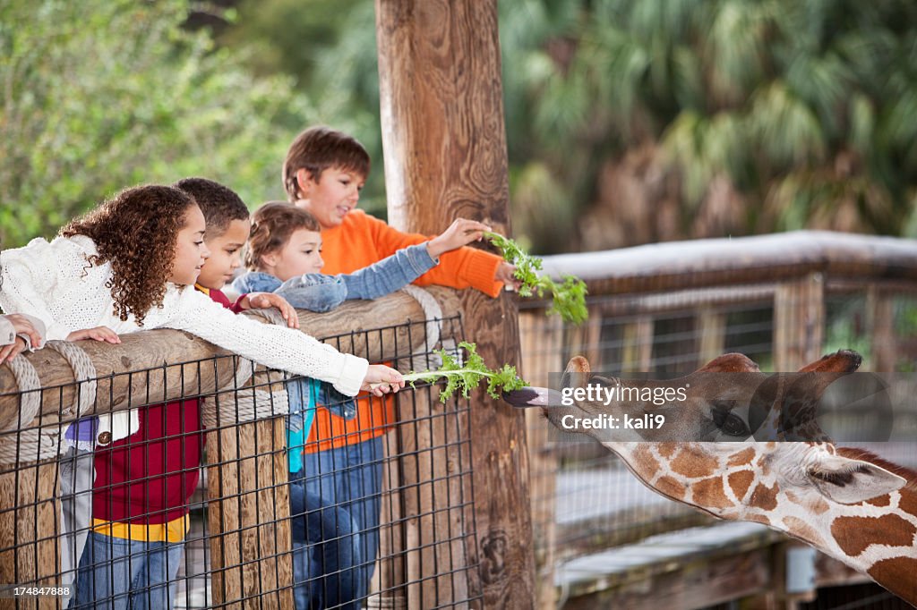 Children at zoo feeding giraffe