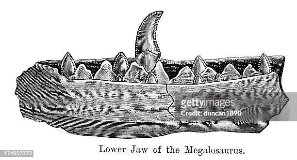 megalosaurus jaw bone - animal teeth stock illustrations