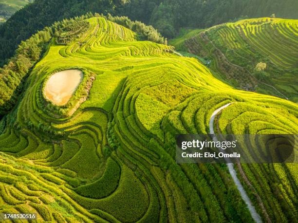 reisfeld bei longsheng - longsheng stock-fotos und bilder