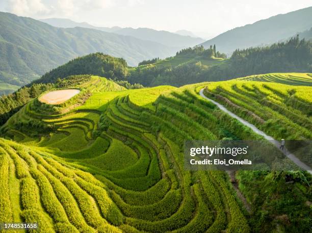 reisterrassen und bauerndorf in longsheng, provinz guangxi, china. - longsheng stock-fotos und bilder