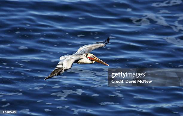 An endangered California Brown Pelican flies on January 27, 2003 in La Jolla, California. Mutilations and killings of the endangered pelicans are on...