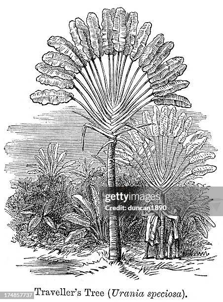 traveller's tree - ravenala madagascariensis stock illustrations