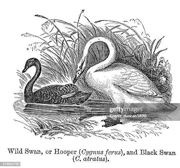 wild swan - black swans stock illustrations