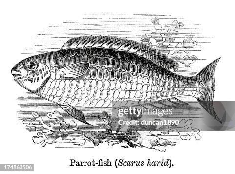 Parrotfish Parrotfish