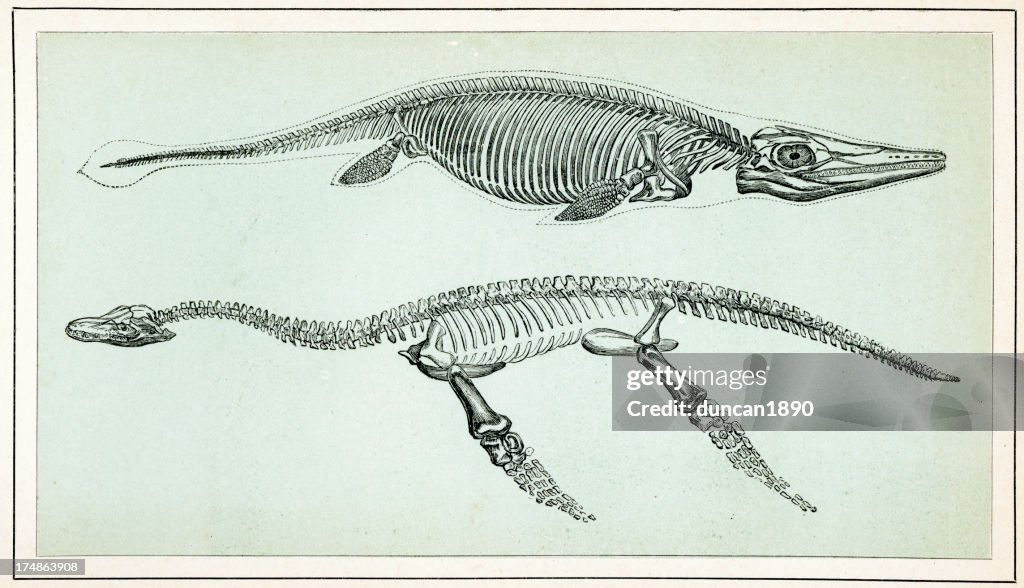 Ichthyosaurus e Plesiosaurus