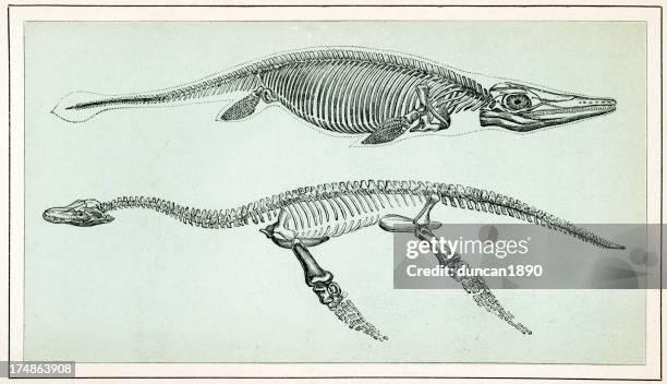 ichthyosaurus and plesiosaurus - dinosaur ichthyosaurus and plesiosaurus stock illustrations