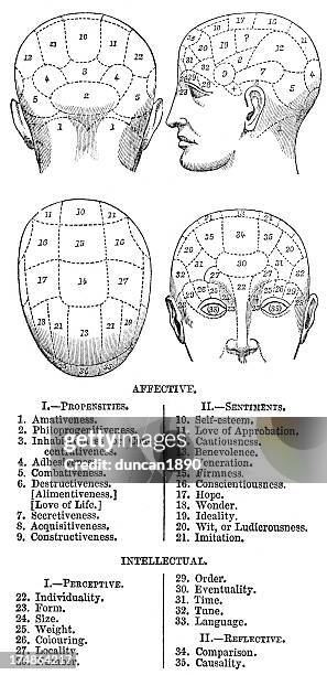 ilustraciones, imágenes clip art, dibujos animados e iconos de stock de frenológica - medical diagram