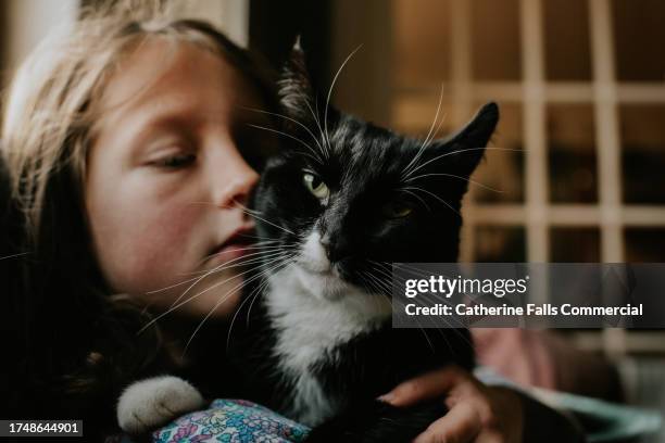 a young girl holds her relaxed pet cat - met de neus aanraken stockfoto's en -beelden