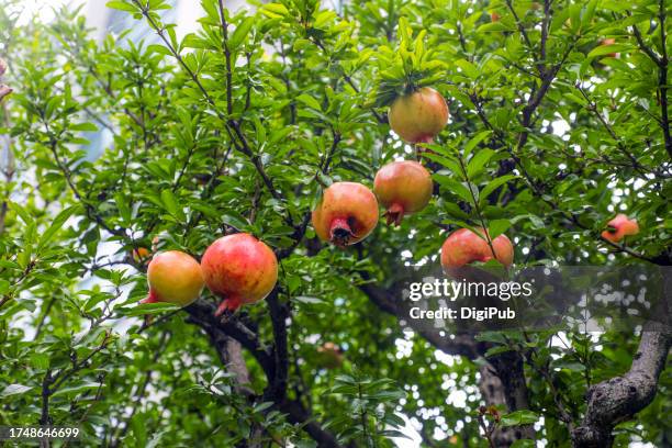pomegranate tree - branch stock pictures, royalty-free photos & images