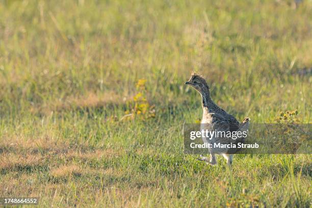 grouse walking in grass in the meadow - grass land stock pictures, royalty-free photos & images