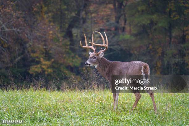 majestic whitetail buck deer with antlers in a meadow in autumn - bock stock-fotos und bilder