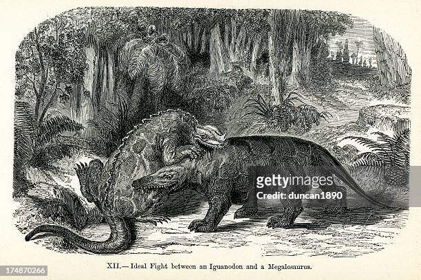 iguanodon and megalosaurus - ornithopod stock illustrations