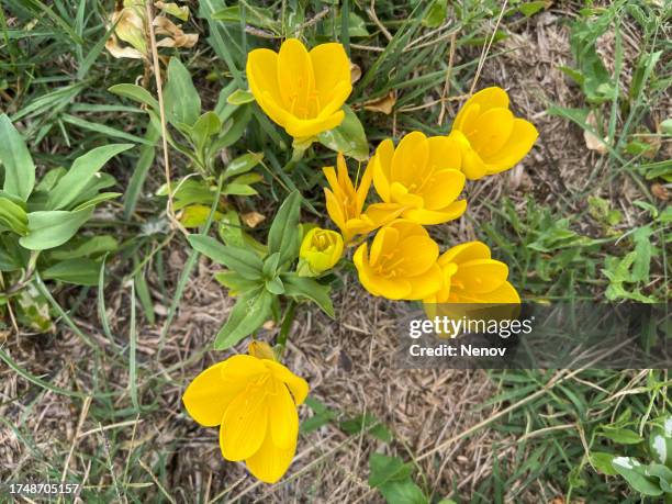 sternbergia yellow crocus (sternbergia lutea) - sternbergia lutea stock pictures, royalty-free photos & images