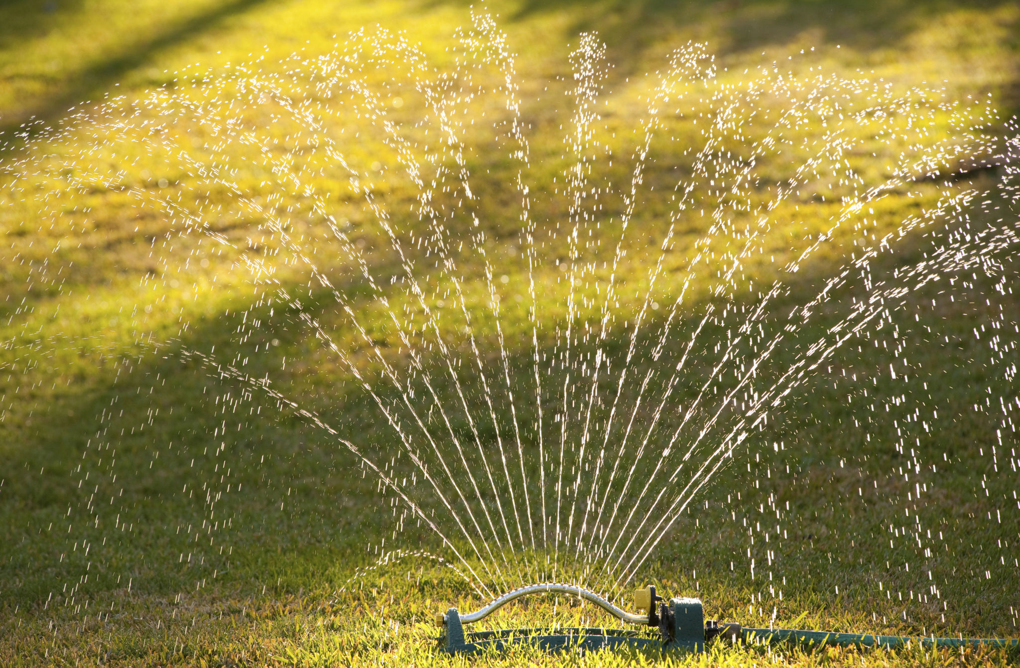 lawn overwatering