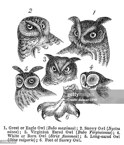 illustrations, cliparts, dessins animés et icônes de owls - owl