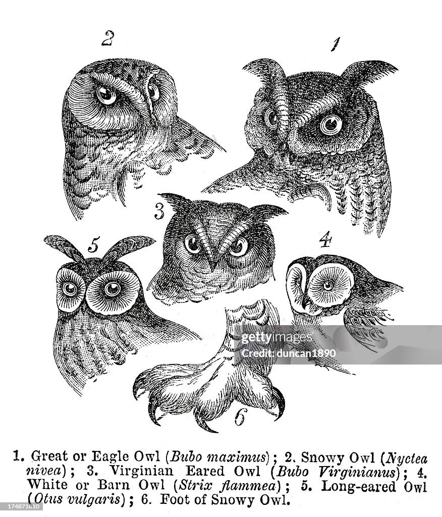 Owls