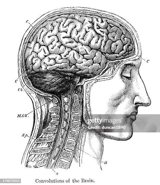 convolutions der menschliche gehirn - medical diagram stock-grafiken, -clipart, -cartoons und -symbole