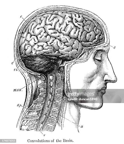 convolutions of the human brain - human head stock illustrations
