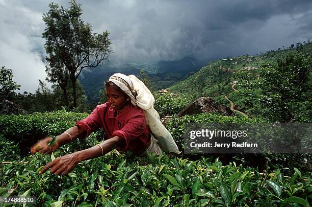 Meenabal picks tea on the Dambatenne Tea Plantation, on a hillside overlooking a massive valley. On her back she carries a sack with silvertip tea...