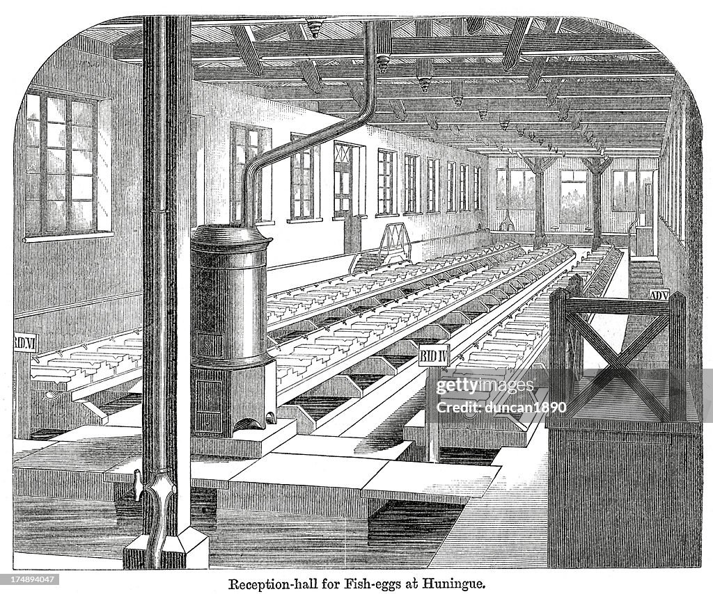 Pisciculture - Fish farming