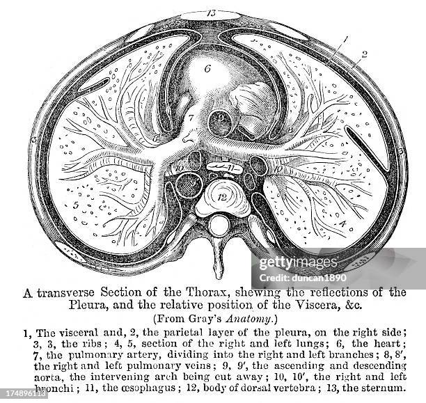 thorax - internal system stock illustrations