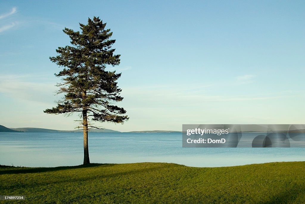 Single solitary tree on the grass by water