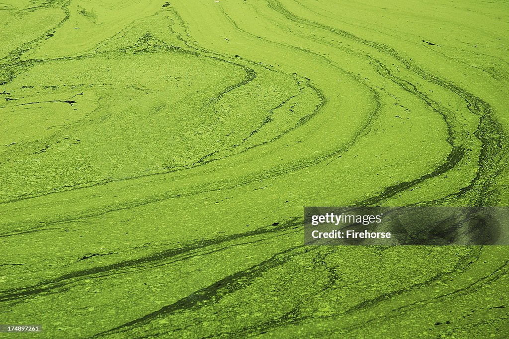 Eutrophic Green Pond