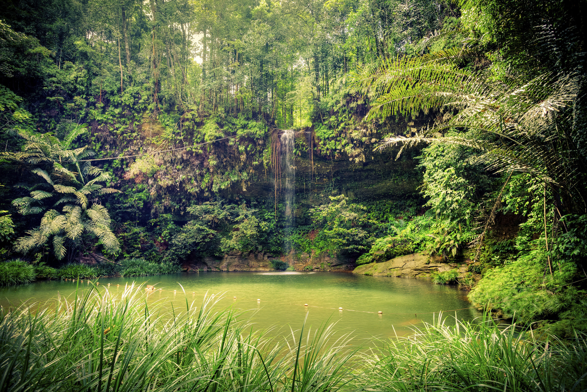 borneo jungle