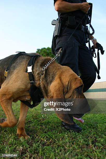 police bloodhound tracking - bloodhound stock pictures, royalty-free photos & images