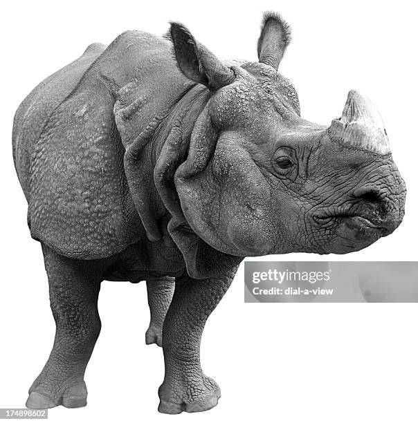 gray rhinoceros on a white background  - great indian rhinoceros stockfoto's en -beelden