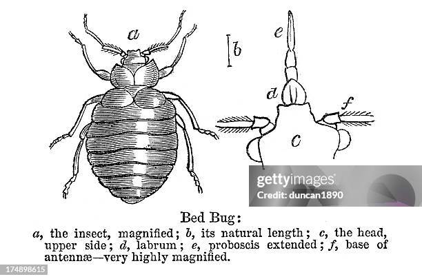 bed bug - bloodsucking stock illustrations