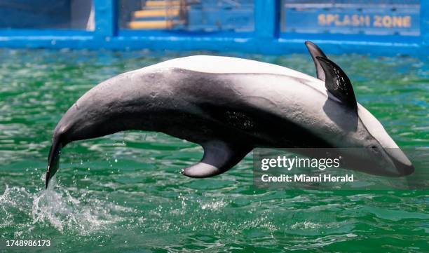 Li'i, the Pacific white-sided dolphin, performs a trick during a training session inside his stadium tank at the Miami Seaquarium on Saturday, July 8...
