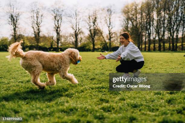 young woman playing fetch with her dog on meadow - dressage foto e immagini stock
