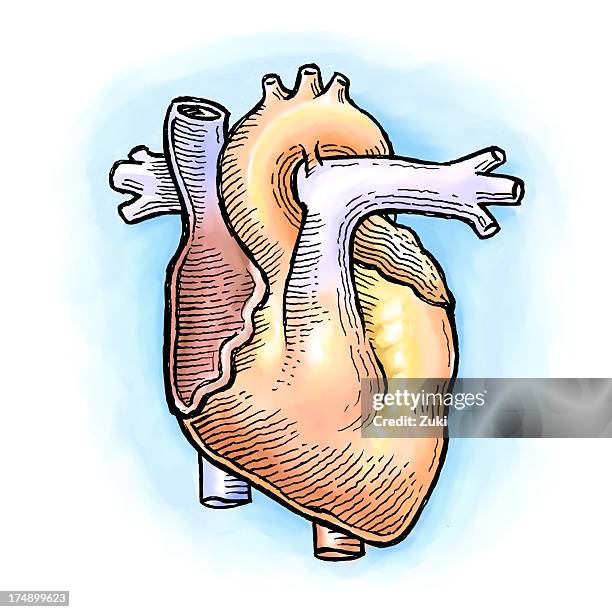 human heart - atrium stock illustrations