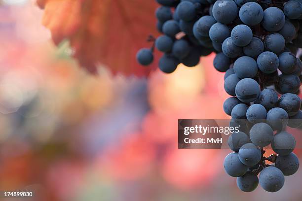 black grapes hanging on the vine on a blurred background - grapes on vine stockfoto's en -beelden