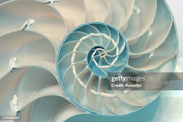 nautilus - symmetry fotografías e imágenes de stock